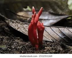 Attēlu rezultāti vaicājumam “Podostroma leucopus”