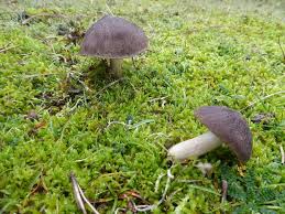 Attēlu rezultāti vaicājumam “Monotropa hypopitys fruit”