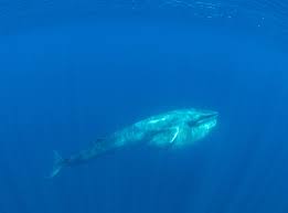 Image result for Balaenoptera omurai