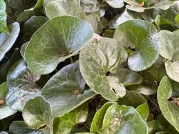 Attēlu rezultāti vaicājumam “Asarum europaeum leaf”