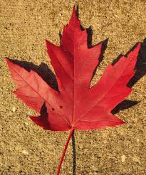 Attēlu rezultāti vaicājumam “Acer saccharinum leaf”