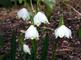 Attēlu rezultāti vaicājumam “Leucojum vernum var. vernum flower”