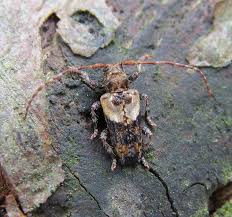 Attēlu rezultāti vaicājumam “Pogonocherus hispidulus”
