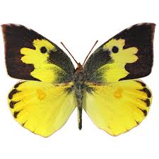 Attēlu rezultāti vaicājumam “Pieris napi female”