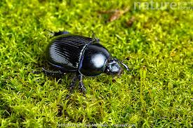 Attēlu rezultāti vaicājumam “Geotrupes stercorarius”