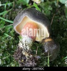 Attēlu rezultāti vaicājumam “Xerocomus pruinatus”