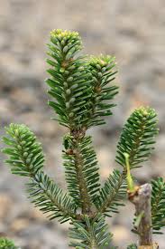 Attēlu rezultāti vaicājumam “Abies koreana”