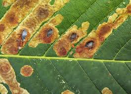 Attēlu rezultāti vaicājumam “Cameraria ohridella”