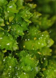 Attēlu rezultāti vaicājumam “Lophozia incisa”