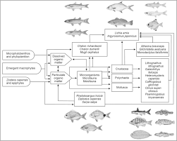Image result for Pseudomyxus capensis