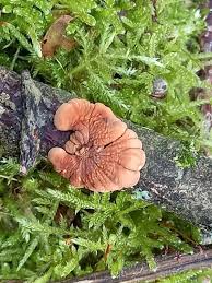 Attēlu rezultāti vaicājumam “Hypocreopsis lichenoides”