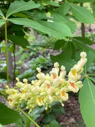 Attēlu rezultāti vaicājumam “Aesculus flava flower”