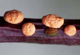 Attēlu rezultāti vaicājumam “Nectria cinnabarina”