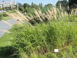 Attēlu rezultāti vaicājumam “Calamagrostis purpurea fruit”