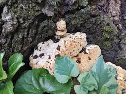 Attēlu rezultāti vaicājumam “Inonotus rheades”