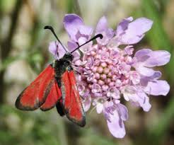 Attēlu rezultāti vaicājumam “Zygaenidae”