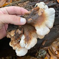 Attēlu rezultāti vaicājumam “Lentinellus ursinus”