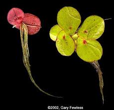 Attēlu rezultāti vaicājumam “Spirodela polyrhiza”