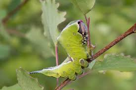 Attēlu rezultāti vaicājumam “Cerura vinula imago”