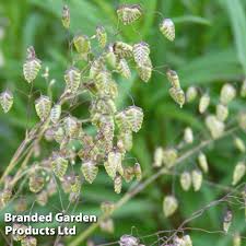 Attēlu rezultāti vaicājumam “Briza media flower”