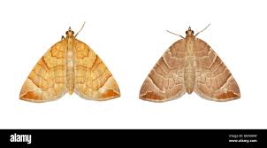 Attēlu rezultāti vaicājumam “Eulithis testata”