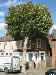 Attēlu rezultāti vaicājumam “Platanus x hispanica (syn. Platanus x acerifolia)”
