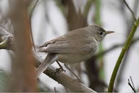 Image result for Hippolais pallida