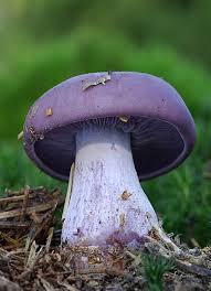 Attēlu rezultāti vaicājumam “Lepista nuda”