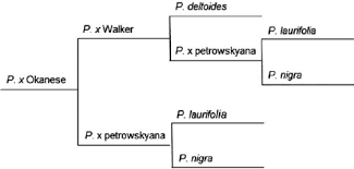 Attēlu rezultāti vaicājumam “Populus x petrowskyana”