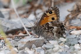 Attēlu rezultāti vaicājumam “Hipparchia semele”