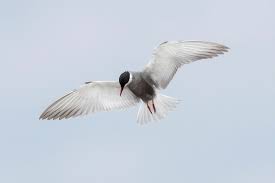 Attēlu rezultāti vaicājumam “Chlidonias hybrida adult”