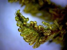 Attēlu rezultāti vaicājumam “Pleurocarpous mosses”