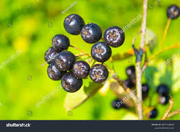 Attēlu rezultāti vaicājumam “Aronia melanocarpa fruit”