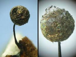 Attēlu rezultāti vaicājumam “Lamproderma gulielmae”