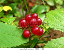 Attēlu rezultāti vaicājumam “Rubus saxatilis fruit”