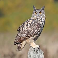 Attēlu rezultāti vaicājumam “Bubo bubo”