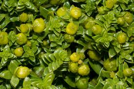 Attēlu rezultāti vaicājumam “Honckenya peploides flower”