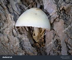 Attēlu rezultāti vaicājumam “Volvariella bombycina”