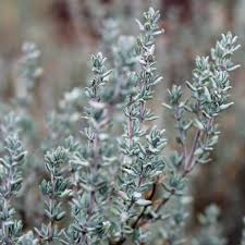 Image result for Thymian