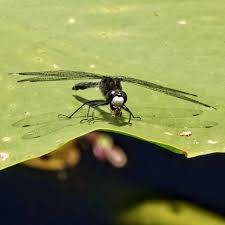 Attēlu rezultāti vaicājumam “Leucorrhinia”