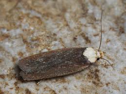 Attēlu rezultāti vaicājumam “Depressaria depressana”