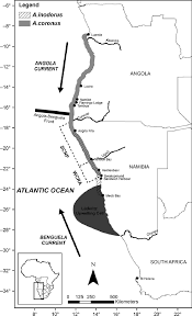 Image result for Argyrosomus inodorus