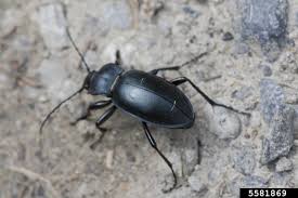 Attēlu rezultāti vaicājumam “Blaps mortisaga”