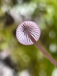 Attēlu rezultāti vaicājumam “Mycena purpureofusca”