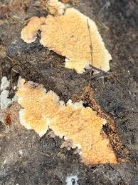 Attēlu rezultāti vaicājumam “Leucogyrophana mollusca”