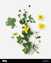 Image result for Potentilla erecta