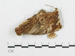 Attēlu rezultāti vaicājumam “Porotheleum fimbriatum”