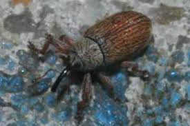 Attēlu rezultāti vaicājumam “Brachonyx pineti”