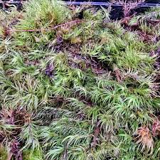 Attēlu rezultāti vaicājumam “Dicranum scoparium”