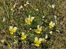 Attēlu rezultāti vaicājumam “Viola tricolor subsp. curtisii flower”